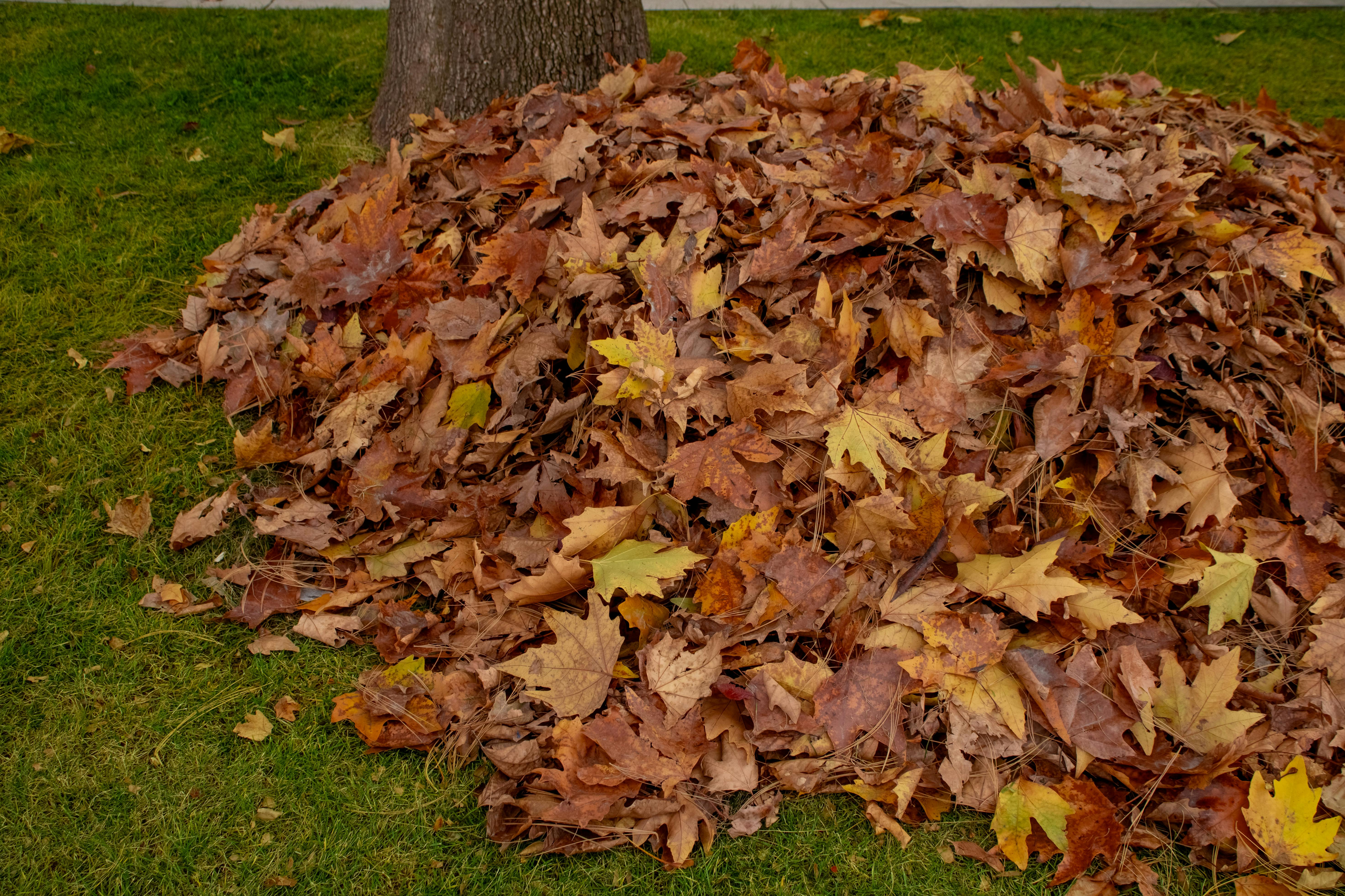 Fall Cleanup — Blue Bell, PA