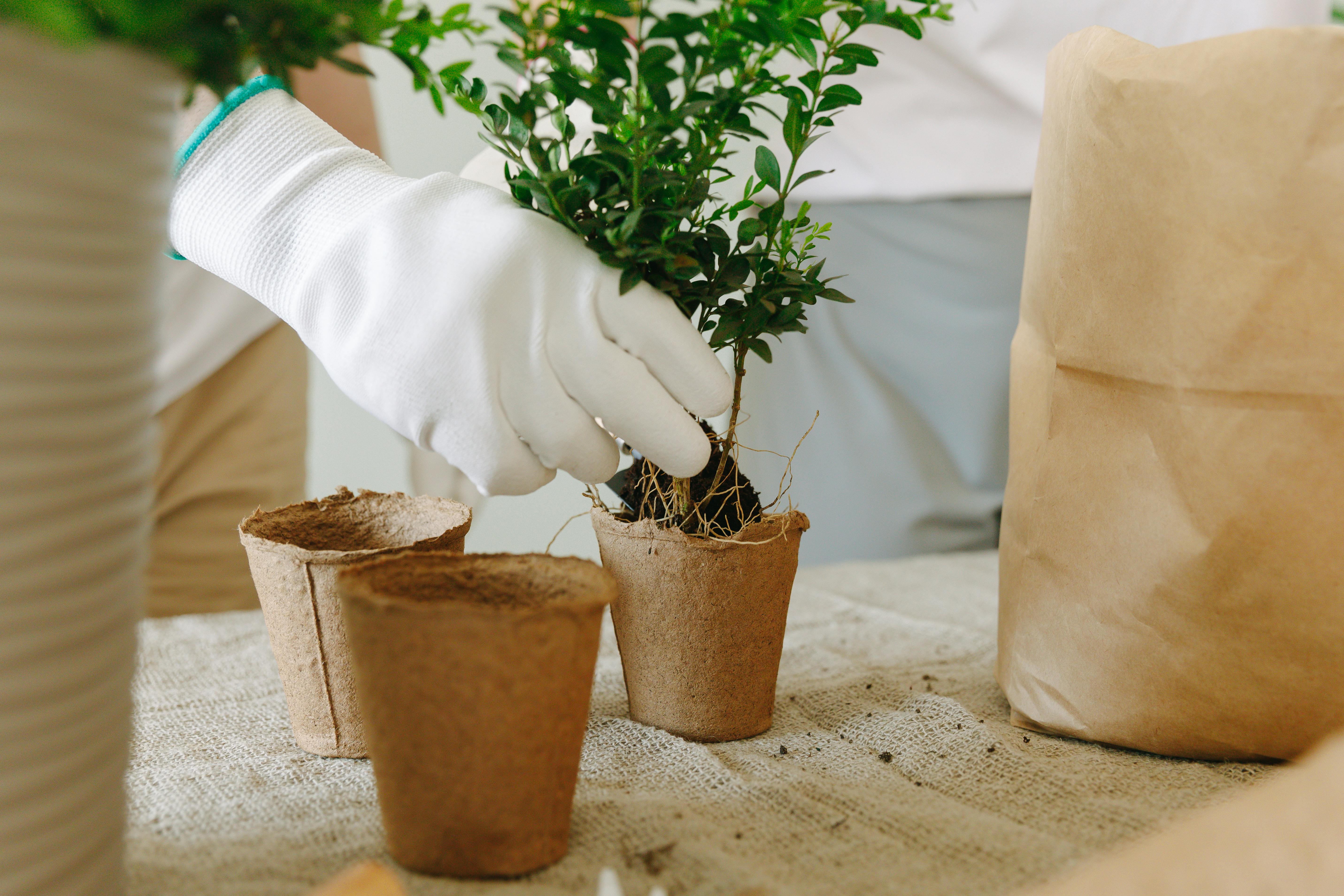 When to Plant What: A Pennsylvania Homeowner's Seasonal Guide