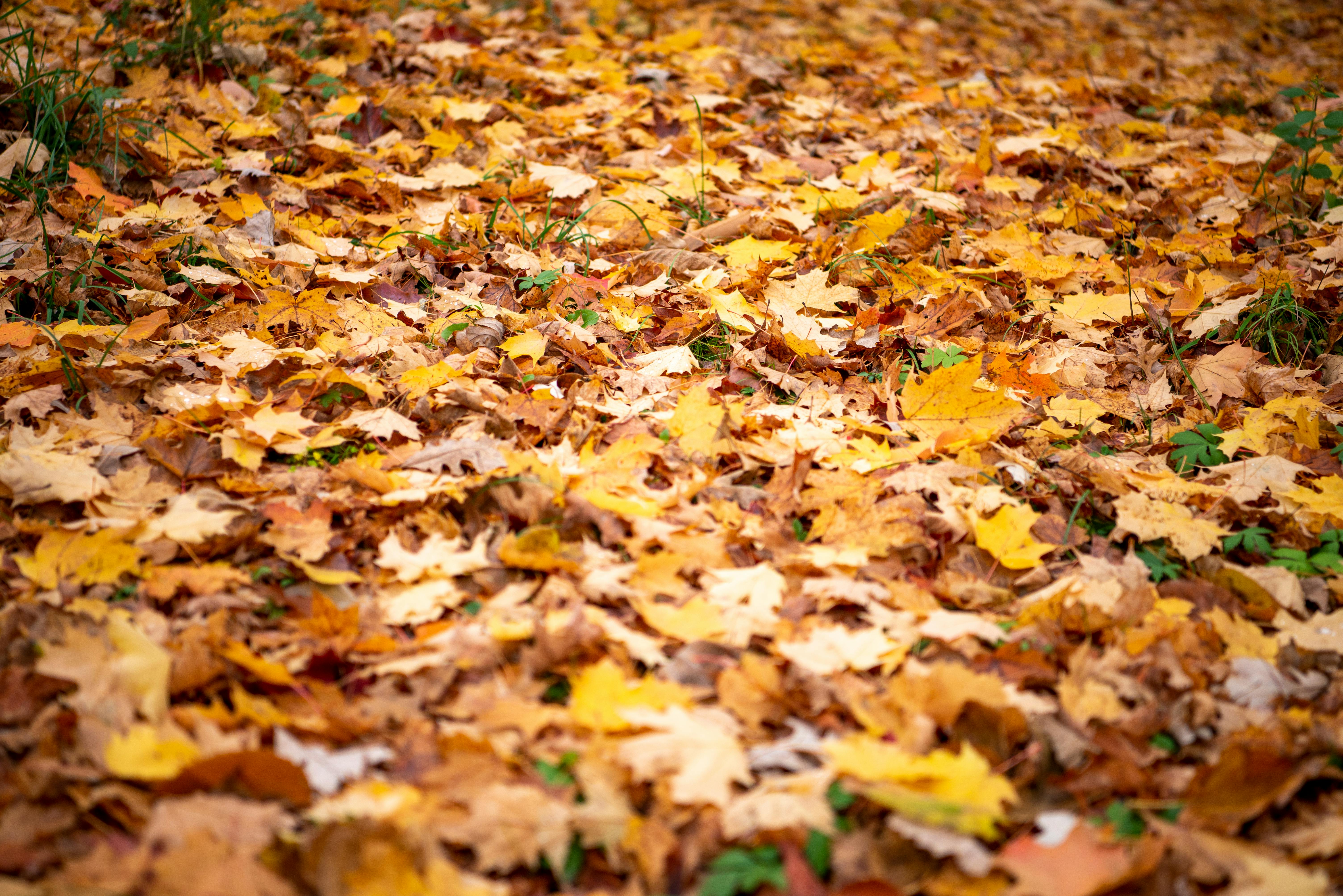 Seasonal Services